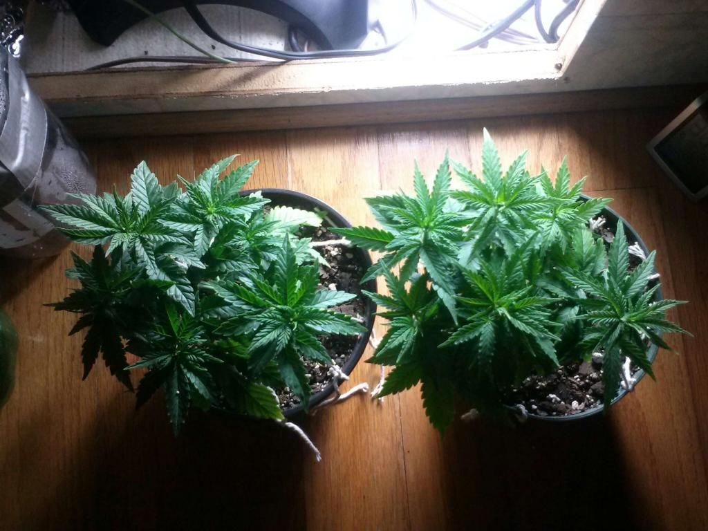 0120131537_zpsc85beb12.jpeg
