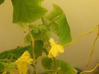 Cukes005.jpg
