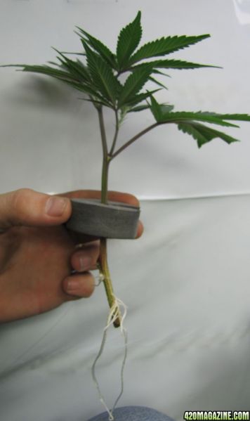 banana_kush_clone1.jpg
