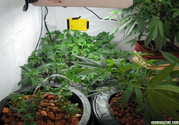 clones42.jpg