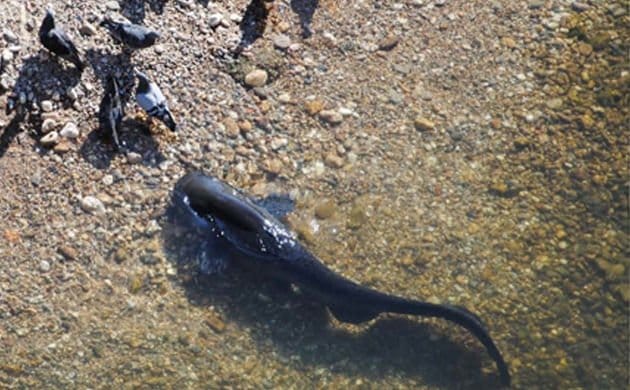 Catfish_Eating_Pigeon.jpg
