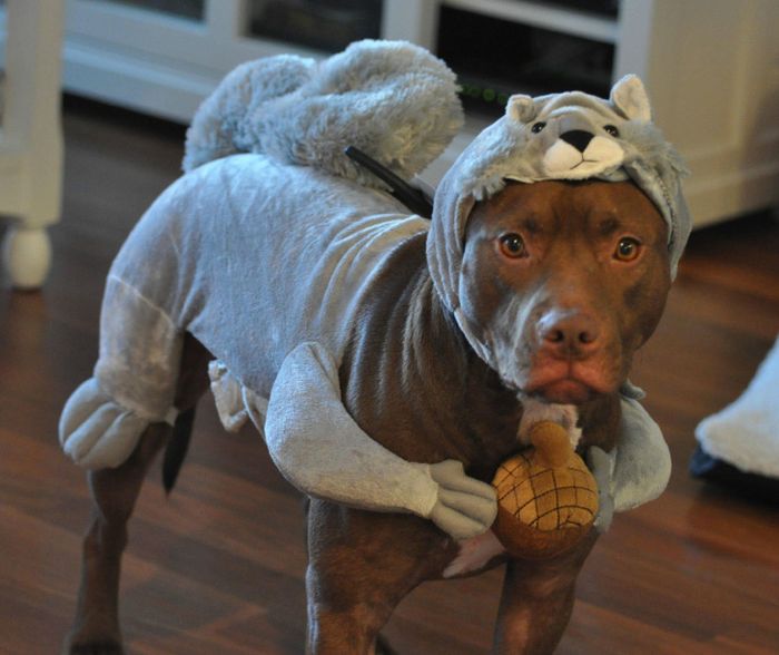 animal_inception_01.jpg