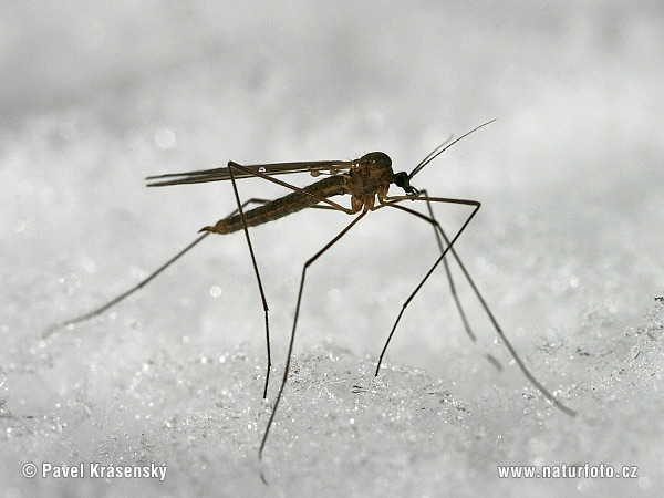 winter-crane-fly-1200.jpg
