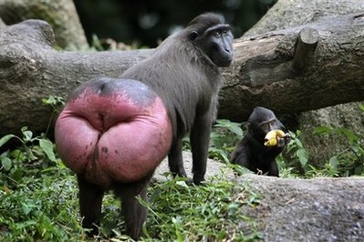 Monkey+Butt.jpg