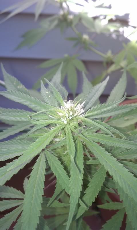 IMAG0534.jpg
