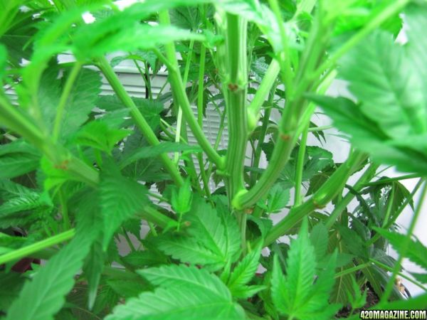 sour_kush_stem.jpg