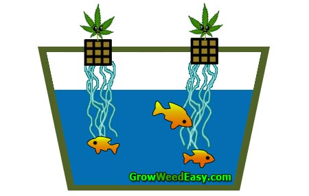 Aquaponics & Cannabis: 3 Major Obstacles | Grow Weed Easy