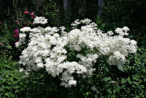 www.gardenmyths.com