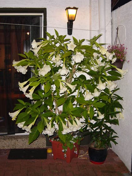 datura%20suaveolens.jpg