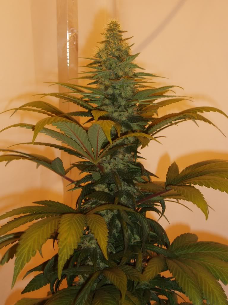 Flower-Day3614.jpg