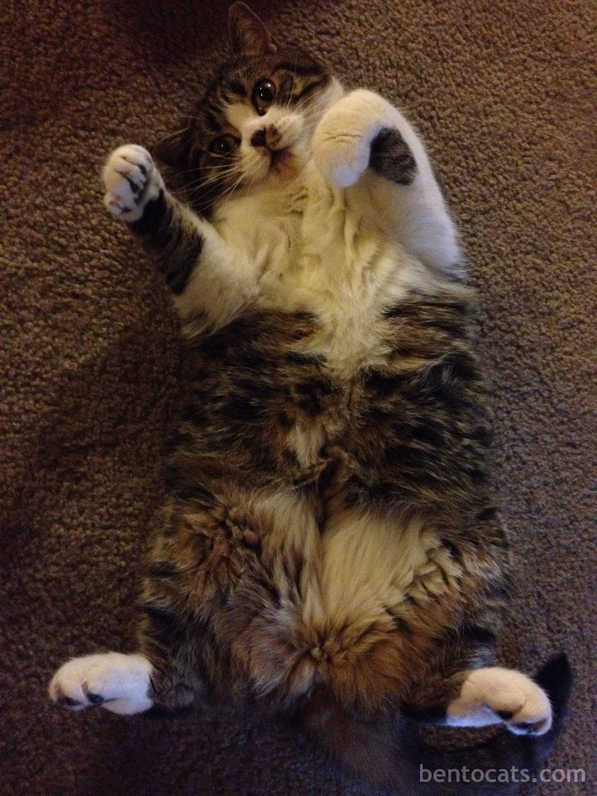 fat-cat-blog.JPG