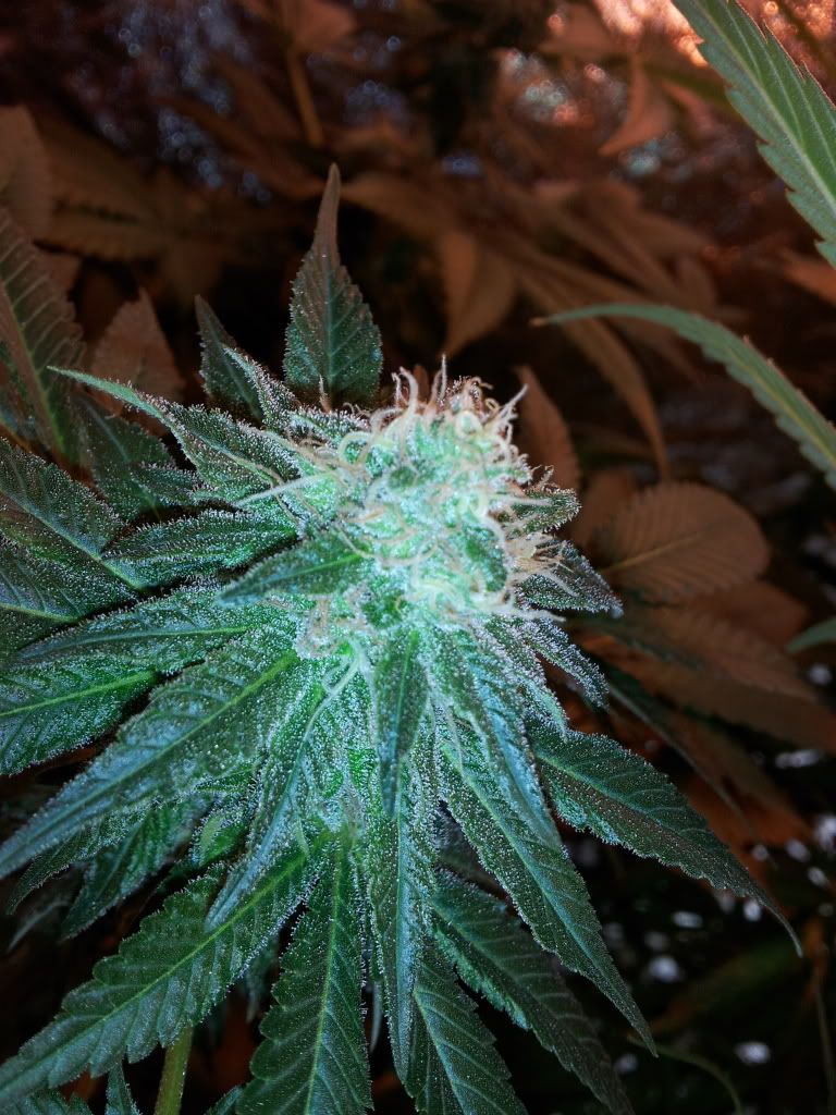 Pineapple125.jpg