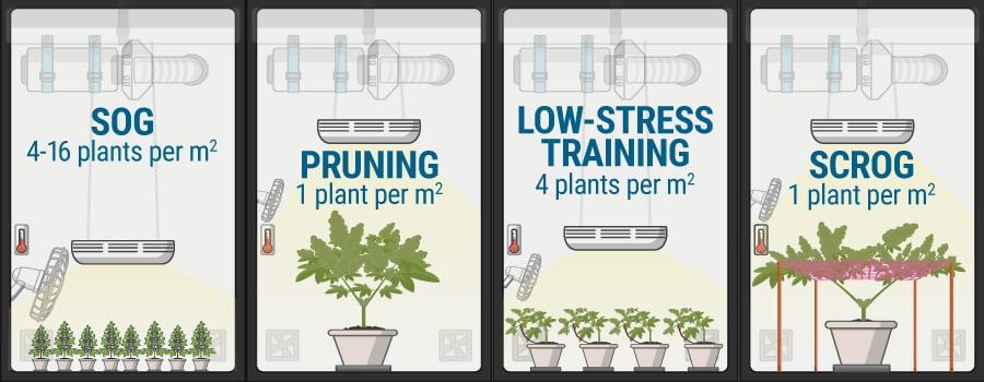 Light per square metre/feet for growing plants | Rollitup