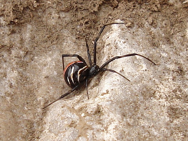 black-widow-spider-latrodectus.jpg