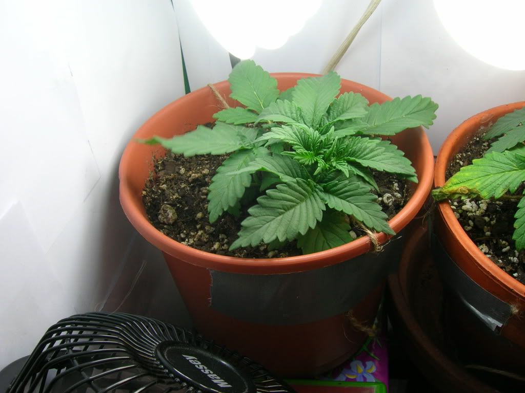 DSCN1332.jpg