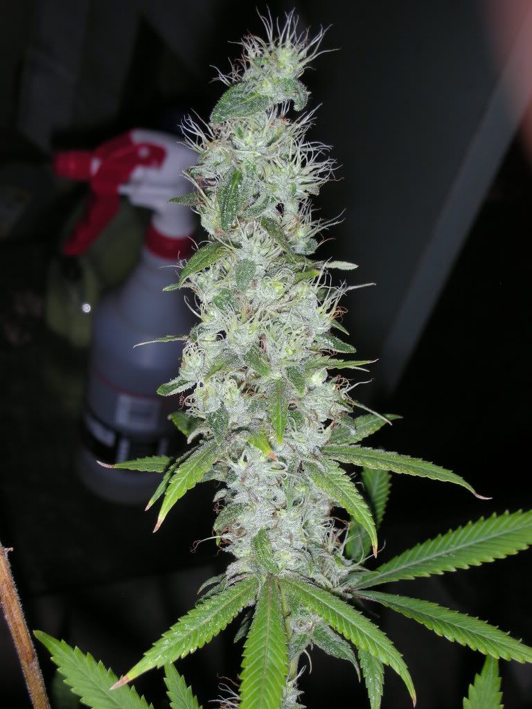 DSCN3007.jpg