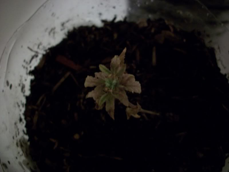 100_0583.jpg