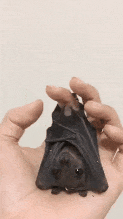 gifs_17.gif