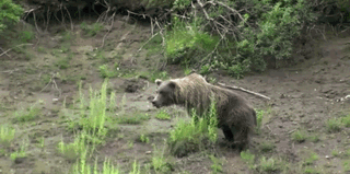 6CeamCY.gif