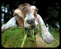 goat2.jpg