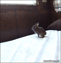 200w.gif