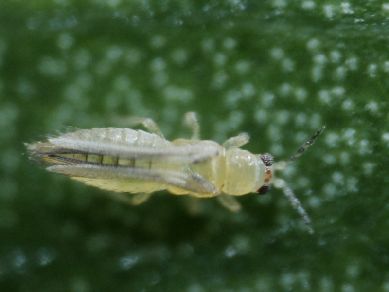 ChilliThrips5_101.jpg