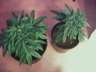 plants.jpg