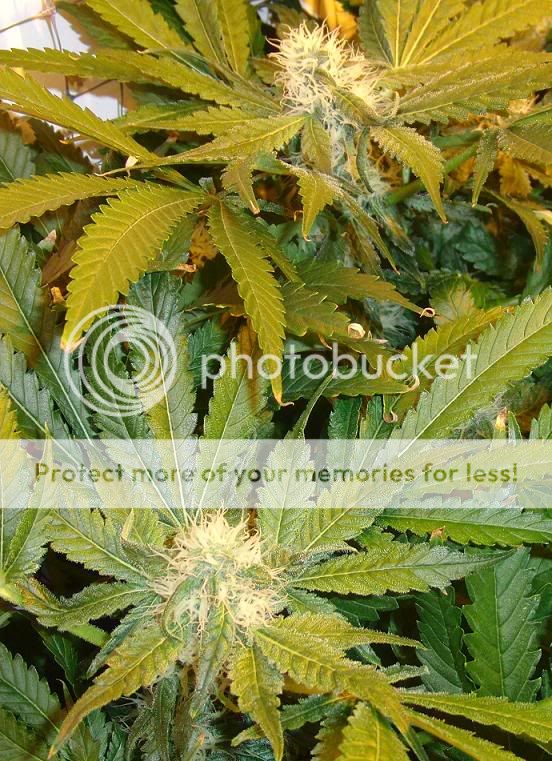 week14_Bud6.jpg