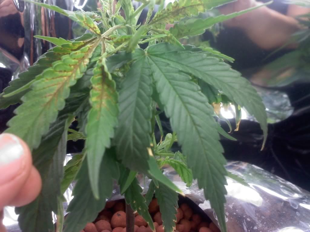 sickplant1.jpg