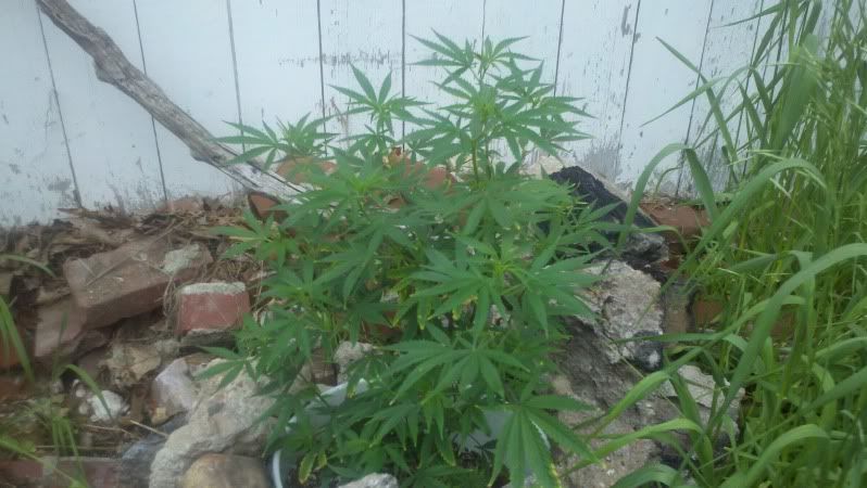 2011-06-03_17-34-18_54.jpg
