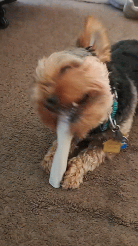 dog-benji.gif
