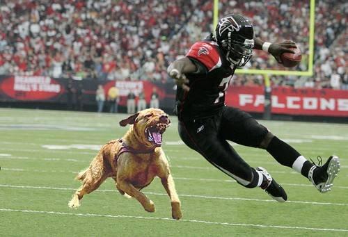 vick-dog.jpg