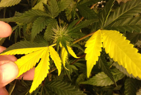leaf-split-2-tone-sm.jpg