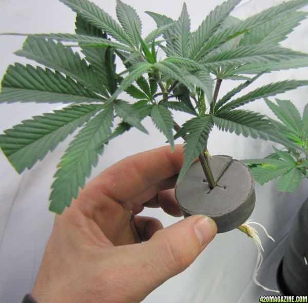 banana_kush_clone_2.jpg