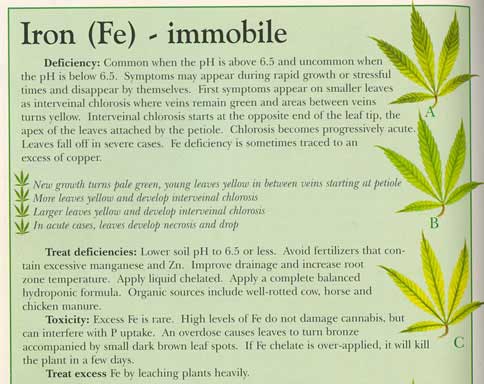 iron-info-marijuana.jpg