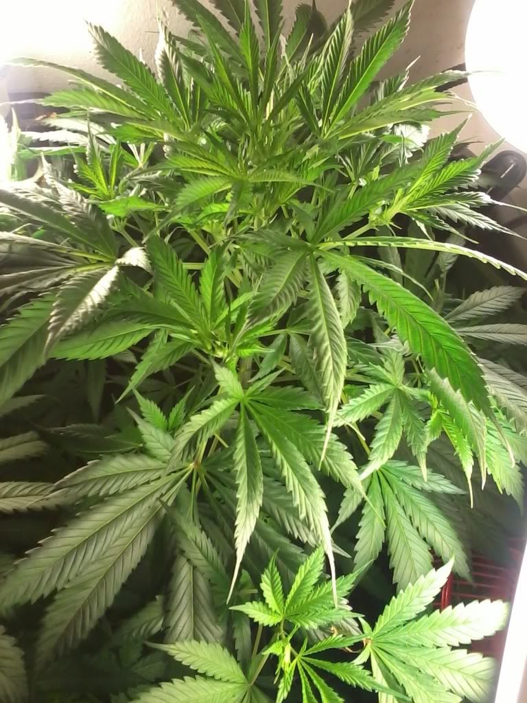 PeppaWeek5Flower.jpg