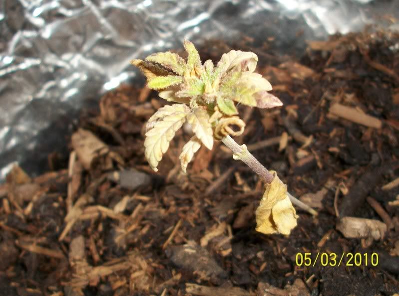 100e0446.jpg