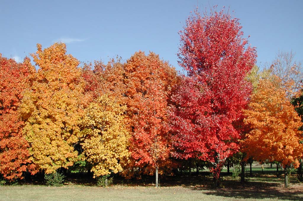 Sugar_Maple.jpg