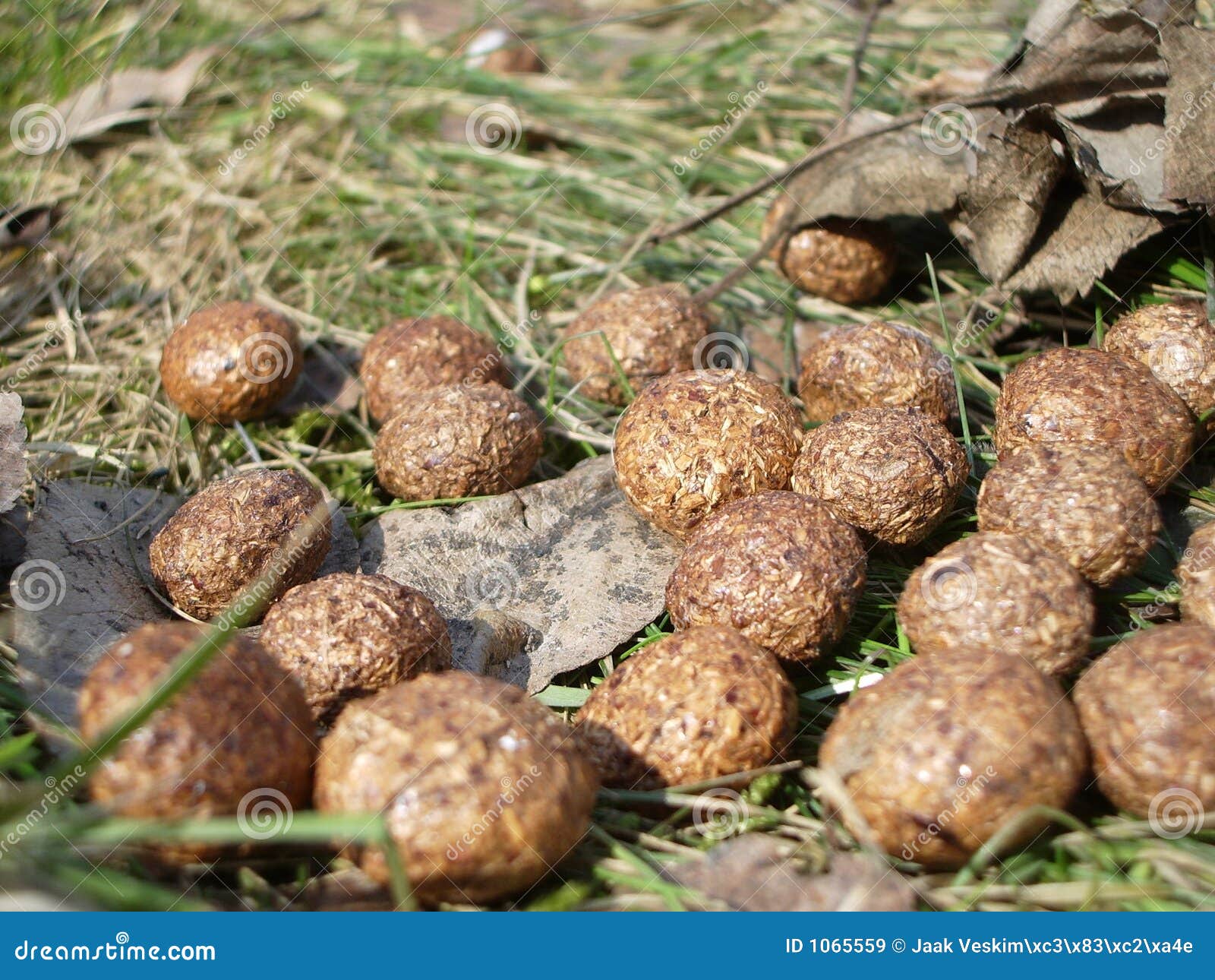 rabbit-poop-1065559.jpg