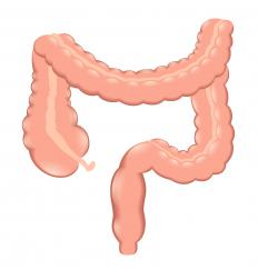 human-colon-illustration.jpg