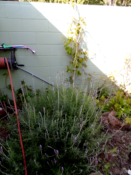 lavender3-24-13_zps188af07f.png