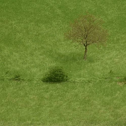 83009385.gif
