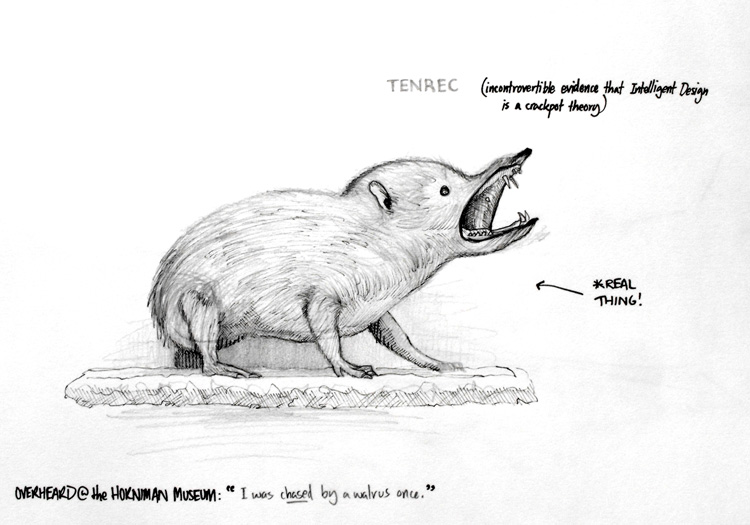 tenrec.jpg