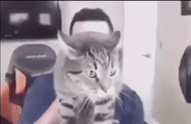 gifs_03.gif