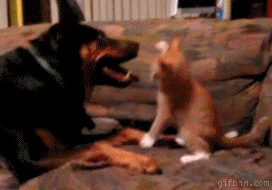 1277193686_kitten-vs-dog.gif