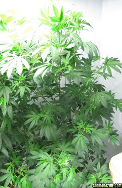 kushberry3.jpg
