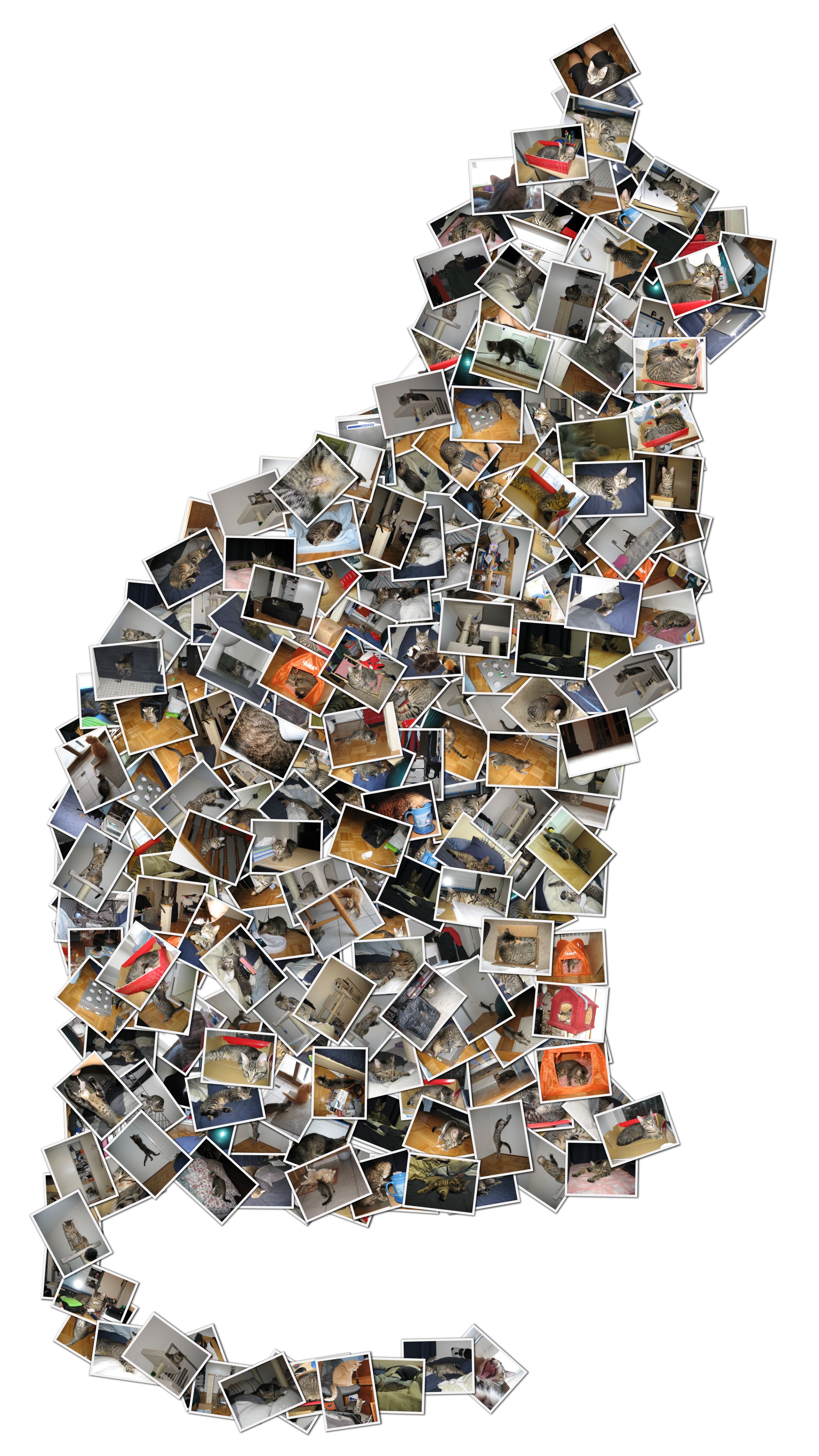 collage-cat.jpg