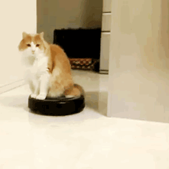 tumblr_m9vwgufCWs1qzizmho1_250.gif