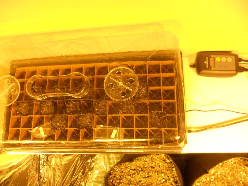 DSCN4267.jpg