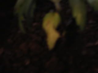 DSC00080.jpg